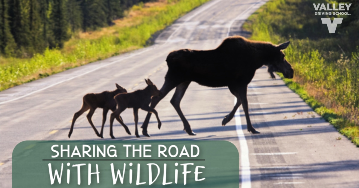 Blog Sharing the Road with Wildlife header